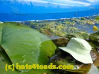 /home//u458753944/public_html/sourcegallery///Frogs/More bullfrogs/P8180205.JPG
